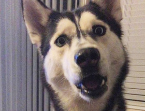 虚拟号码手机号发送平台