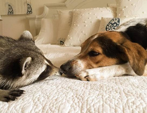 在线短信轰炸机网页版